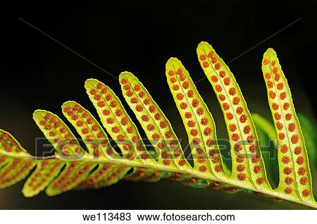 Sori on leaf underside of common polypody, Polypodium vulgare View Large Photo Image Stock Image - Sori on leaf underside of common polypody, Polypodium vulgare. Fotosearch