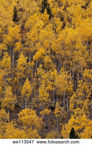 Stock Photo - Steep hillside covered in grove of glowing yellow aspen trees in autumn. Fotosearch