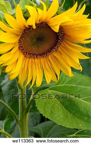 Stock Image - Sunflower close up with yellow pollen on leaf. Fotosearch