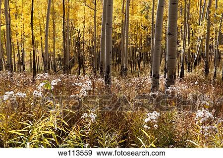 Sunlight shining through grove of yellow aspen trees in autumn onto meadow of tall grass View Large Photo Image Stock Photo - Sunlight shining through grove of yellow aspen trees in autumn onto meadow of tall grass. Fotosearch