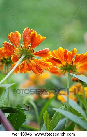 The back of some Helenium flowers in the Fall View Large Photo Image Stock Photography - The back of some Helenium flowers in the Fall. Fotosearch