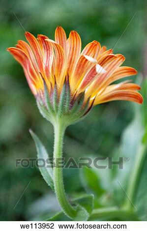 The brightly striped underside of a Calendula flower View Large Photo Image Stock Image - The brightly striped underside of a Calendula flower. Fotosearch