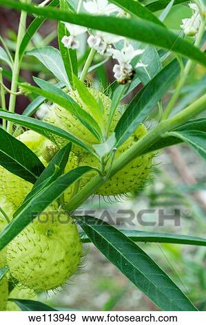 The seed pods of ´hairy balls´ Asclepsias Physocarpa View Large Photo Image Stock Photo - The seed pods of ´hairy balls´ Asclepsias Physocarpa. Fotosearch
