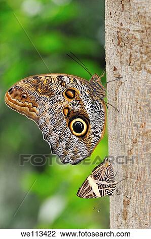 Tropical butterflies, Owl butterfly Caligo eurilochus and Colobura dirce View Large Photo Image Stock Image - Tropical butterflies, Owl butterfly Caligo eurilochus and Colobura dirce. Fotosearch