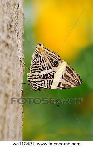 Stock Image - Tropical butterfly, Colobura dirce. Fotosearch