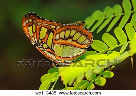 Tropical butterfly Malachite, Siproeta stelenes View Large Photo Image Stock Photography - Tropical butterfly Malachite, Siproeta stelenes. Fotosearch