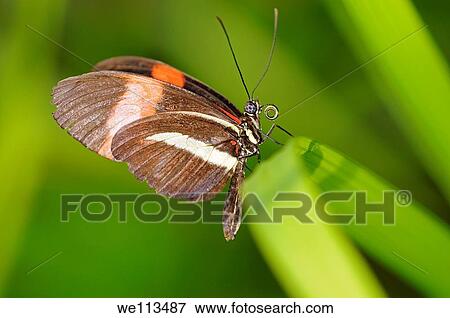 Stock Photo - Tropical butterfly, Postman, Heliconius melpomene. Fotosearch
