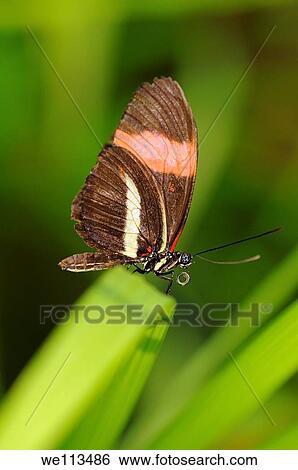 Tropical butterfly, Postman, Heliconius melpomene View Large Photo Image Stock Photograph - Tropical butterfly, Postman, Heliconius melpomene. Fotosearch