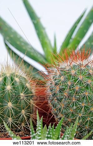 Stock Image - Varied mini cactus in pots, white background. Fotosearch