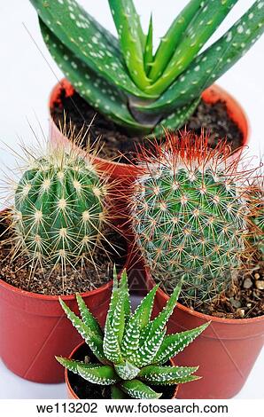 Varied mini cactus in pots, white background View Large Photo Image Stock Image - Varied mini cactus in pots, white background. Fotosearch