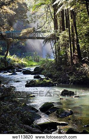 Whangarei forest Whangarei, New Zeland View Large Photo Image Stock Image - Whangarei forest Whangarei, New Zeland. Fotosearch