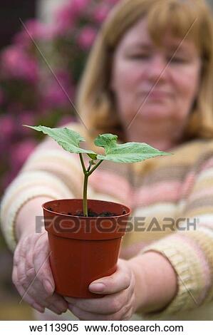 Woman with a runner bean seedling View Large Photo Image Stock Photography - Woman with a runner bean seedling. Fotosearch