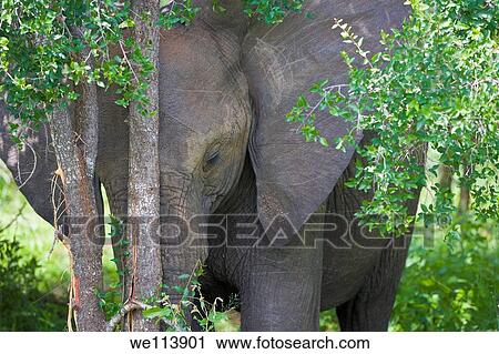 Young elephant resting head against tree trunk, Loxodonta africana, Kruger National Park, South Africa View Large Photo Image Stock Image - Young elephant resting head against tree trunk, Loxodonta africana, Kruger National Park, South Africa. Fotosearch