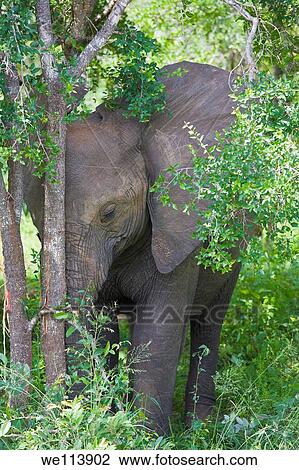 Young elephant resting head against tree trunk, Kruger National Park, South Africa View Large Photo Image Stock Image - Young elephant resting head against tree trunk, Kruger National Park, South Africa. Fotosearch