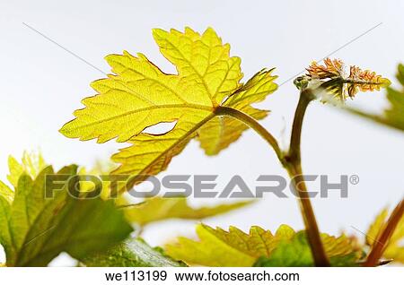 Young vine leaves at spring, close-up on white background View Large Photo Image Stock Photo - Young vine leaves at spring, close-up on white background. Fotosearch