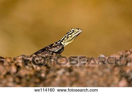Agama Lizard Female - Mowani Mountain Camp - Twyfelfontein, Damaraland, Namibia, Africa View Large Photo Image Stock Image - Agama Lizard Female - Mowani Mountain Camp - Twyfelfontein, Damaraland, Namibia, Africa. Fotosearch