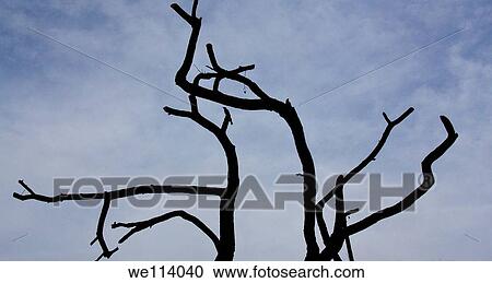 Bird sitting on a branch of a tree View Large Photo Image Stock Image - Bird sitting on a branch of a tree. Fotosearch