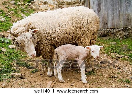 Colonial Pennsylvania Plantation, Chester County, Farm animals, new born lamb, baby sheep with mother View Large Photo Image Stock Image - Colonial Pennsylvania Plantation, Chester County, Farm animals, new born lamb, baby sheep with mother. Fotosearch