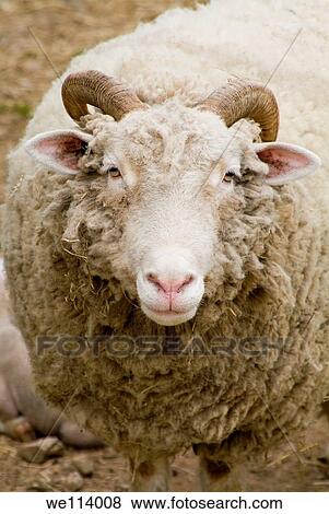 Colonial Pennsylvania Plantation, Chester County, Stone sheep, ewe, a female sheep with horns. View Large Photo Image Stock Photo - Colonial Pennsylvania Plantation, Chester County, Stone sheep, ewe, a female sheep with horns.. Fotosearch