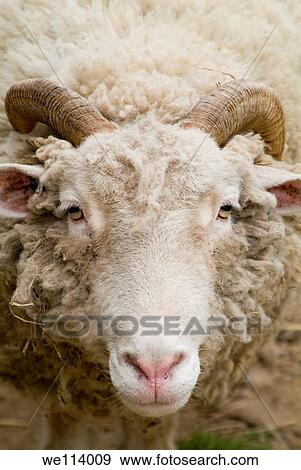 Colonial Pennsylvania Plantation, Chester County, Farm animals, sheep, ewe, female sheep with horns View Large Photo Image Stock Photo - Colonial Pennsylvania Plantation, Chester County, Farm animals, sheep, ewe, female sheep with horns. Fotosearch