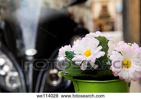 Flowers on a pot beside a motorbike View Large Photo Image Stock Photo - Flowers on a pot beside a motorbike. Fotosearch