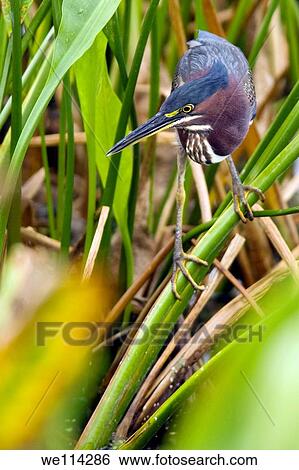 Green Heron - Green Cay Wetlands - Delray Beach, Florida USA View Large Photo Image Stock Photograph - Green Heron - Green Cay Wetlands - Delray Beach, Florida USA. Fotosearch