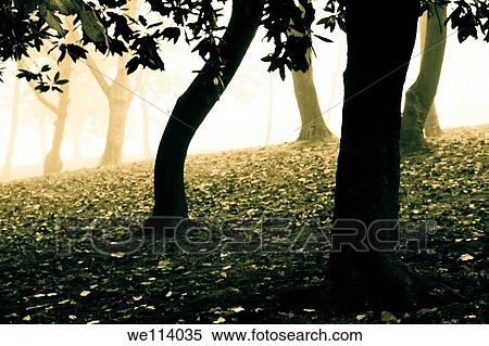 Group of trees in a park View Large Photo Image Stock Photography - Group of trees in a park. Fotosearch