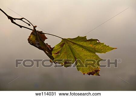 Leaves on a tree View Large Photo Image Stock Image - Leaves on a tree. Fotosearch
