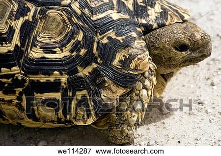 Leopard Tortoise - Etosha National Park - Namibia, Africa View Large Photo Image Stock Photo - Leopard Tortoise - Etosha National Park - Namibia, Africa. Fotosearch