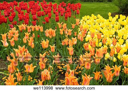 Longwood Garden, Chester County, Pennsylvania, spring display of tulips. View Large Photo Image Stock Photo - Longwood Garden, Chester County, Pennsylvania, spring display of tulips.. Fotosearch