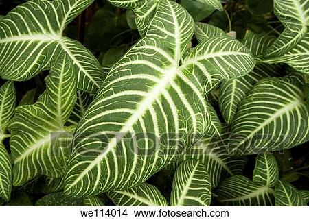 Longwood Garden, Kennett Square, Chester County, Pennsylvania, tropical plants, green, white, striped leaf View Large Photo Image Picture - Longwood Garden, Kennett Square, Chester County, Pennsylvania, tropical plants, green, white, striped leaf. Fotosearch