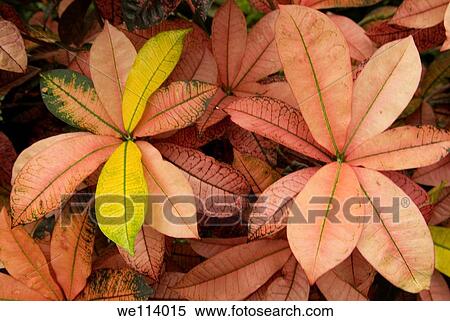 Longwood Garden, Kennett Square, Chester County, Pennsylvania, plants, leaves, Graden Croton, codiacum variegatum, Columbiana, View Large Photo Image Stock Photography - Longwood Garden, Kennett Square, Chester County, Pennsylvania, plants, leaves, Graden Croton, codiacum variegatum, Columbiana,. Fotosearch