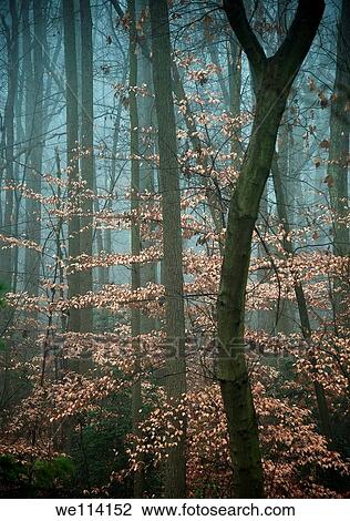 Misty forest trees in autumn, New Jersey, USA View Large Photo Image Stock Image - Misty forest trees in autumn, New Jersey, USA. Fotosearch