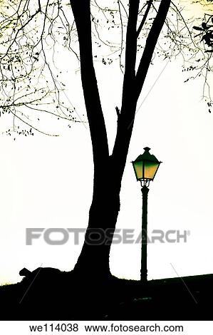 Streetlight and tree in a park View Large Photo Image Stock Photo - Streetlight and tree in a park. Fotosearch