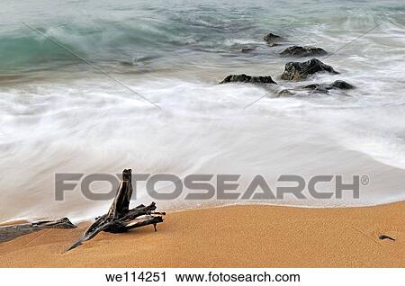 Tree trunk and rocks partially submerged in sea at sunrise long exposure, Kauai Island, Hawaii Islands, Usa View Large Photo Image Stock Image - Tree trunk and rocks partially submerged in sea at sunrise long exposure, Kauai Island, Hawaii Islands, Usa. Fotosearch