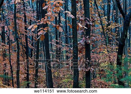 Wet forest trees in autumn, New Jersey, USA View Large Photo Image Stock Image - Wet forest trees in autumn, New Jersey, USA. Fotosearch