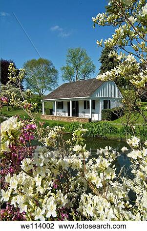 Whitewing Farm Bed and Breakfast, Chester County, Kennett Square, Pennsylvania, white wooden cottage and azalea flowers View Large Photo Image Stock Image - Whitewing Farm Bed and Breakfast, Chester County, Kennett Square, Pennsylvania, white wooden cottage and azalea flowers. Fotosearch