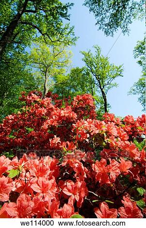 Winterthur Gardens, New Castle County, Delaware Red azalea bushes and oak trees View Large Photo Image Stock Image - Winterthur Gardens, New Castle County, Delaware Red azalea bushes and oak trees. Fotosearch