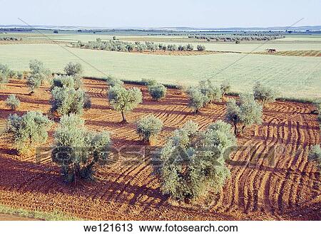 Olive grove and cereal field. Ciudad Real province, Castilla La Mancha, Spain. View Large Photo Image Stock Image - Olive grove and cereal field. Ciudad Real province, Castilla La Mancha, Spain.. Fotosearch