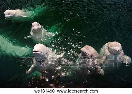 A flock of beluga whales or white whale (Delphinapterus leucas) Sea of Japan, Far East, Primorye, Primorsky Krai, Russia. View Large Photo Image Stock Image - A flock of beluga whales or white whale (Delphinapterus leucas) Sea of Japan, Far East, Primorye, Primorsky Krai, Russia.. Fotosearch