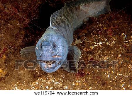 Atlantic catfish Anarhichas lupus, Russia, White Sea, Arctic View Large Photo Image Picture - Atlantic catfish Anarhichas lupus, Russia, White Sea, Arctic. Fotosearch