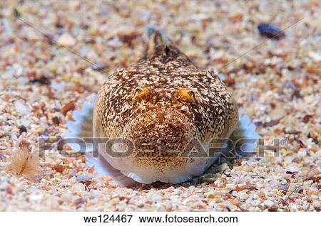 Atlantic stargazer (Uranoscopus scaber) Black Sea, Crimea, Ukraine, Eastern Europe. View Large Photo Image Stock Photo - Atlantic stargazer (Uranoscopus scaber) Black Sea, Crimea, Ukraine, Eastern Europe.. Fotosearch