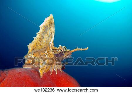 barbed huchback poacher (agonomalus proboseidalis) Japan sea, Far East, Primorsky Krai, Russian Federation. View Large Photo Image Stock Photograph - barbed huchback poacher (agonomalus proboseidalis) Japan sea, Far East, Primorsky Krai, Russian Federation.. Fotosearch