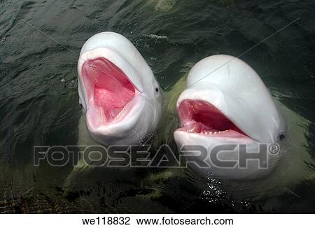 Beluga whale Delphinapterus leucas Japan sea, Far East, Primorsky Krai, Russian Federation View Large Photo Image Stock Image - Beluga whale Delphinapterus leucas Japan sea, Far East, Primorsky Krai, Russian Federation. Fotosearch