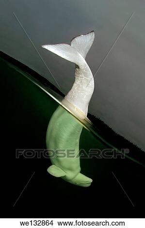 Beluga whale or white whale (Delphinapterus leucas), White sea, Karelia, Arctic, Russian Federation. View Large Photo Image Picture - Beluga whale or white whale (Delphinapterus leucas), White sea, Karelia, Arctic, Russian Federation.. Fotosearch