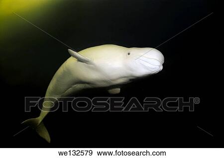 Beluga whale or white whale (Delphinapterus leucas), White sea, Karelia, Arctic, Russian Federation. View Large Photo Image Stock Photo - Beluga whale or white whale (Delphinapterus leucas), White sea, Karelia, Arctic, Russian Federation.. Fotosearch