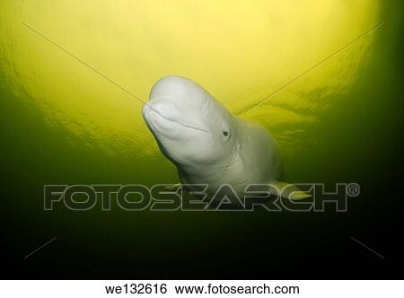 Beluga whale or white whale (Delphinapterus leucas), White sea, Karelia, Arctic, Russian Federation. View Large Photo Image Stock Photograph - Beluga whale or white whale (Delphinapterus leucas), White sea, Karelia, Arctic, Russian Federation.. Fotosearch
