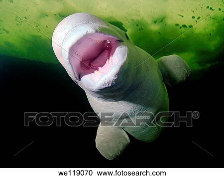 Beluga, White whale Delphinapterus leucas, White Sea, Karelia, north Russia, Arctic View Large Photo Image Stock Image - Beluga, White whale Delphinapterus leucas, White Sea, Karelia, north Russia, Arctic. Fotosearch