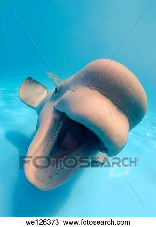 Beluga, White whale (Delphinapterus leucas), Delphinarium, Odessa, Ukraine. View Large Photo Image Stock Image - Beluga, White whale (Delphinapterus leucas), Delphinarium, Odessa, Ukraine.. Fotosearch