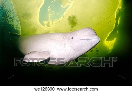 Beluga, White whale (Delphinapterus leucas), White Sea, Karelia, north Russia, Arctic. View Large Photo Image Stock Image - Beluga, White whale (Delphinapterus leucas), White Sea, Karelia, north Russia, Arctic.. Fotosearch